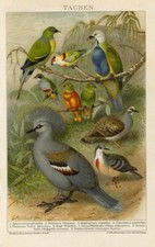 1895 Stampa Antica = COLOMBI PICCIONI = Uccelli Ornitologia = CROMOLITOGRAFIA #