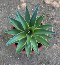 Agave desmettiana variegata - agave,