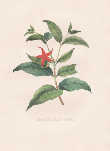 Cameraria wrightia dubia - wrightia,