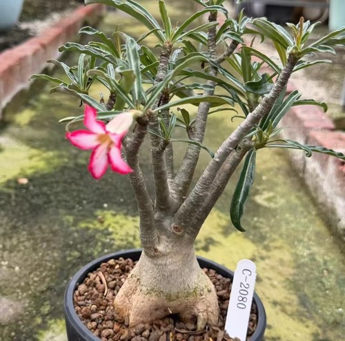 Vendo pianta rara cactus - rara,