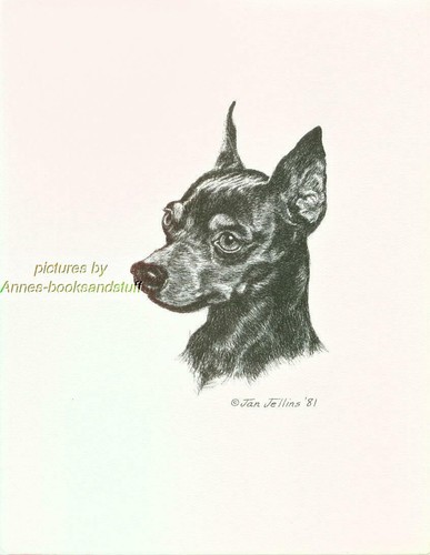 287 pinscher miniatura min - #287,