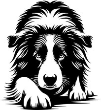 Adesivo border collie - collie,