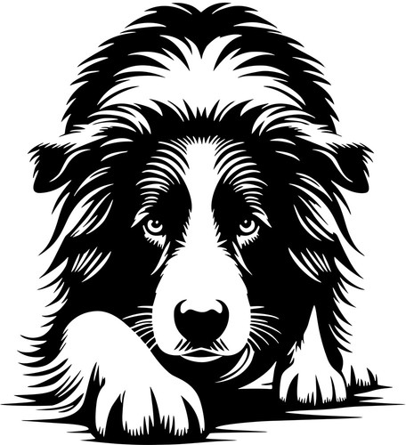 Adesivo border collie - border,