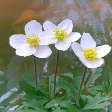 Anemone sylvestris 20 PCS