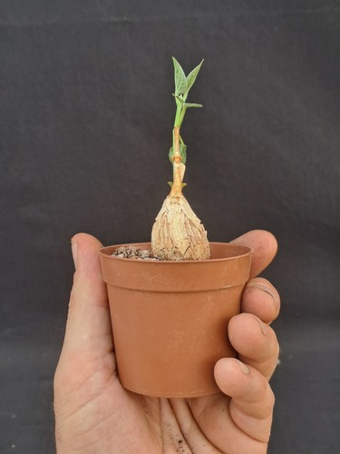 Suberogerens cyclophylla