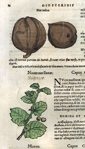 Incisione stampa illustrazione - incisione,