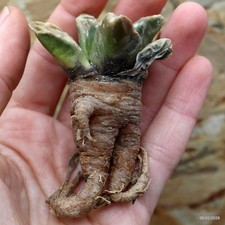 K085 ARIOCARPUS special price