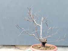 Bonsai olmo campestre 40x10cm - bonsai,