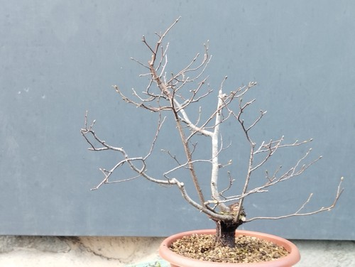Bonsai olmo campestre 40x10cm - campestre,