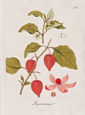 Lampione Di Bladder Cherry