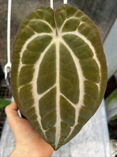 Anthurium carlablackiae