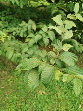 20 SEMI DI CARPINUS BETULUS CARPINO BIANCO PIANTA BONSAI GIARDINO 