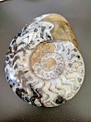 Fossile ammonite goniatite - fossile,