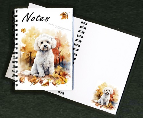 Bichon frise dog - frise,