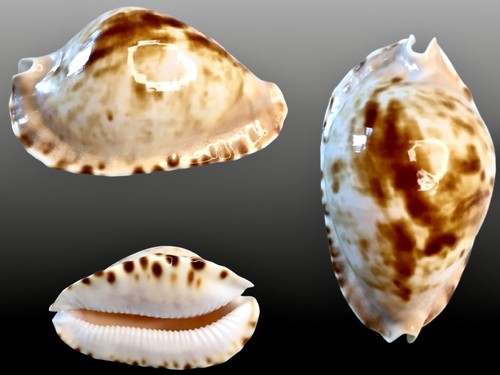 Cypraea zoila marginata - cypraea,,