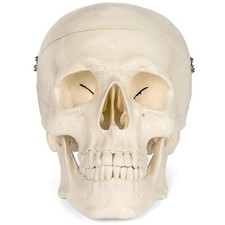 Teschio anatomico medico