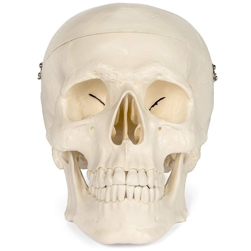 Teschio anatomico medico