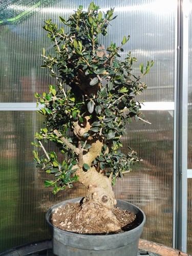 Bonsai olea europaea - bonsai,