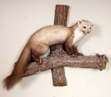 Bellissima martora in pietra