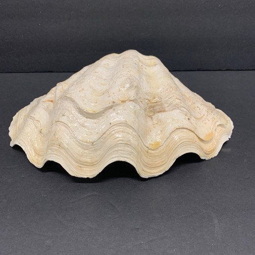 Tridacna gigas guscio - guscio, di