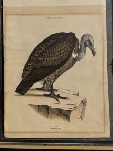 1844 litografia originale - 1844,