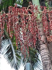 Costa Rica - Palma di bambù -