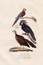 Kuba-Ara Pappagallo Cubano