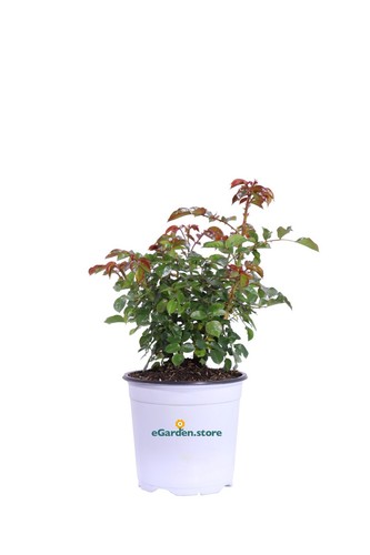 Pianta rosa rifiorente vari - rifiorente,