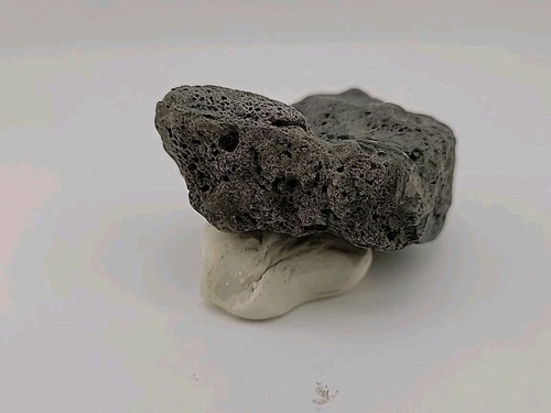 Permineralizzazione tartaruga - permineralizzazione,