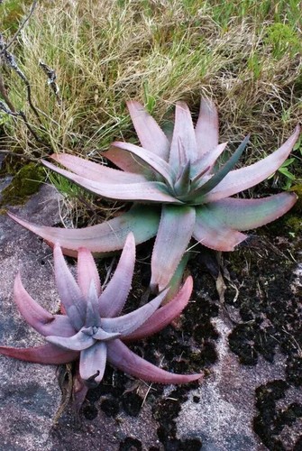 Semi aloe - 15,