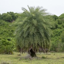 CEYLON - PALMA DA DATTERO -