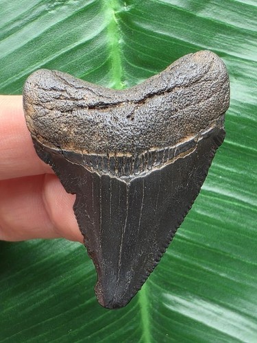 Dente nero del megalodonte 9 - dente, 4,9
