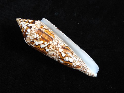 Sea shell conus bengalensis - shell,