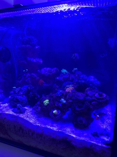 Acquario marino completo red - completo,