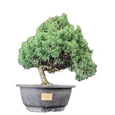 BONSAI Ginepro giapponese, Shinpaku Juniperus Sargentii Japanese Juniper 