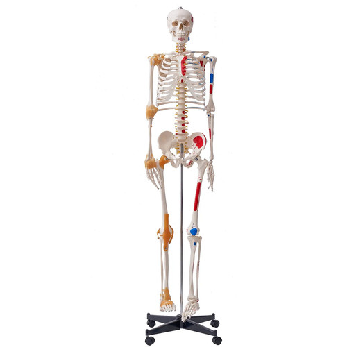 Modello anatomico scheletro - modello,
