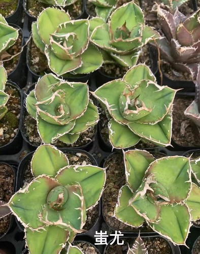 Vendita rara agave titanota - vendita,