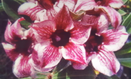 Rosa adenium obesum - rosa,