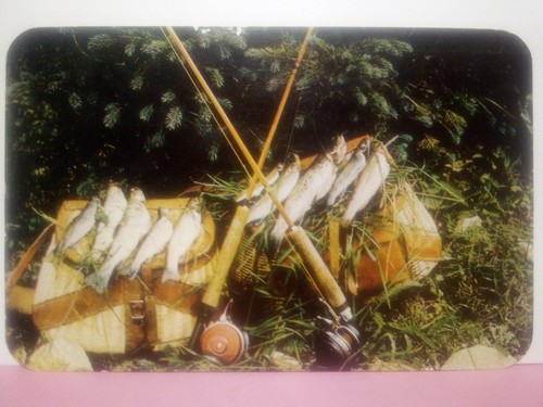 Canna pesca trota - da,