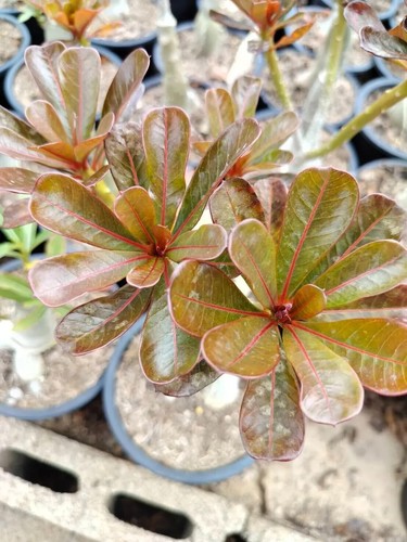 Semi adenium obesum nin - adenium,