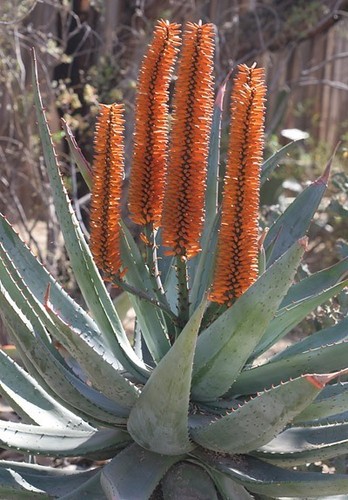 Aloe ferox vera - ferox, amara