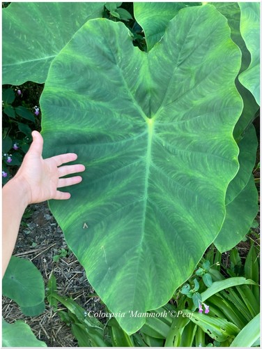 Colocasia mammoth géant - mammoth,