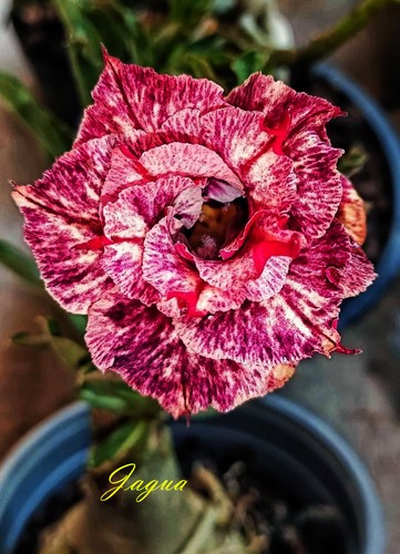 Rosa del deserto - , adenium