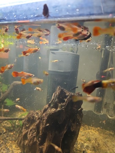 Pesci molly guppy - pesci,