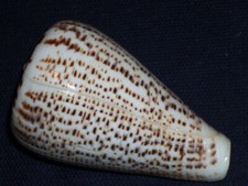 Conus suratensis wooooooow - conus,