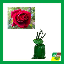 TALEE DI ROSE INNESTATE A
