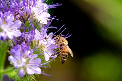 5000 semi phacelia api - semi, di