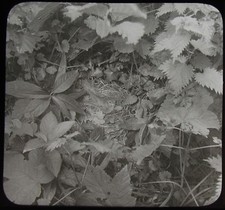 Glass Magic Lantern Slide