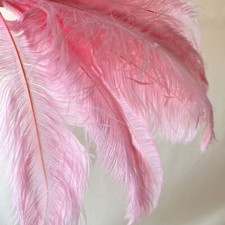 Dreamland Piuma di Struzzo