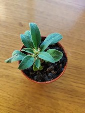 pachypodium Namaquanum